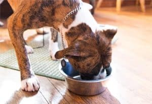 10 Best Dog Food for Dobermans 1 best dog food for dobermans