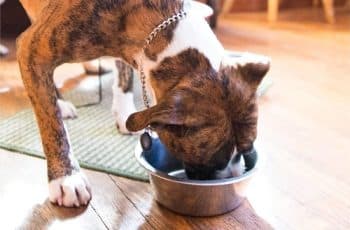 best dog food for dobermans