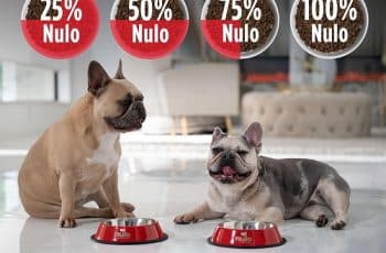 best dog food for french bulldogs