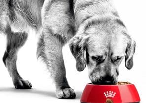 10 Best Dog Food for Great Danes 1 best dog food for great danes