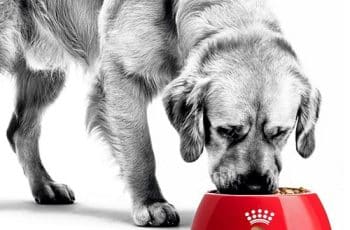best dog food for great danes