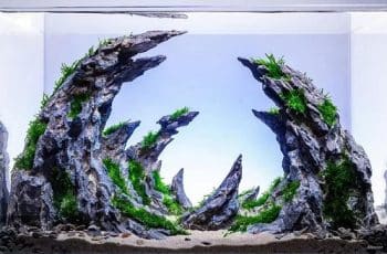 best rimless aquariums