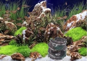 The Best Rocks for Freshwater Aquarium 1 best rocks for freshwater aquarium